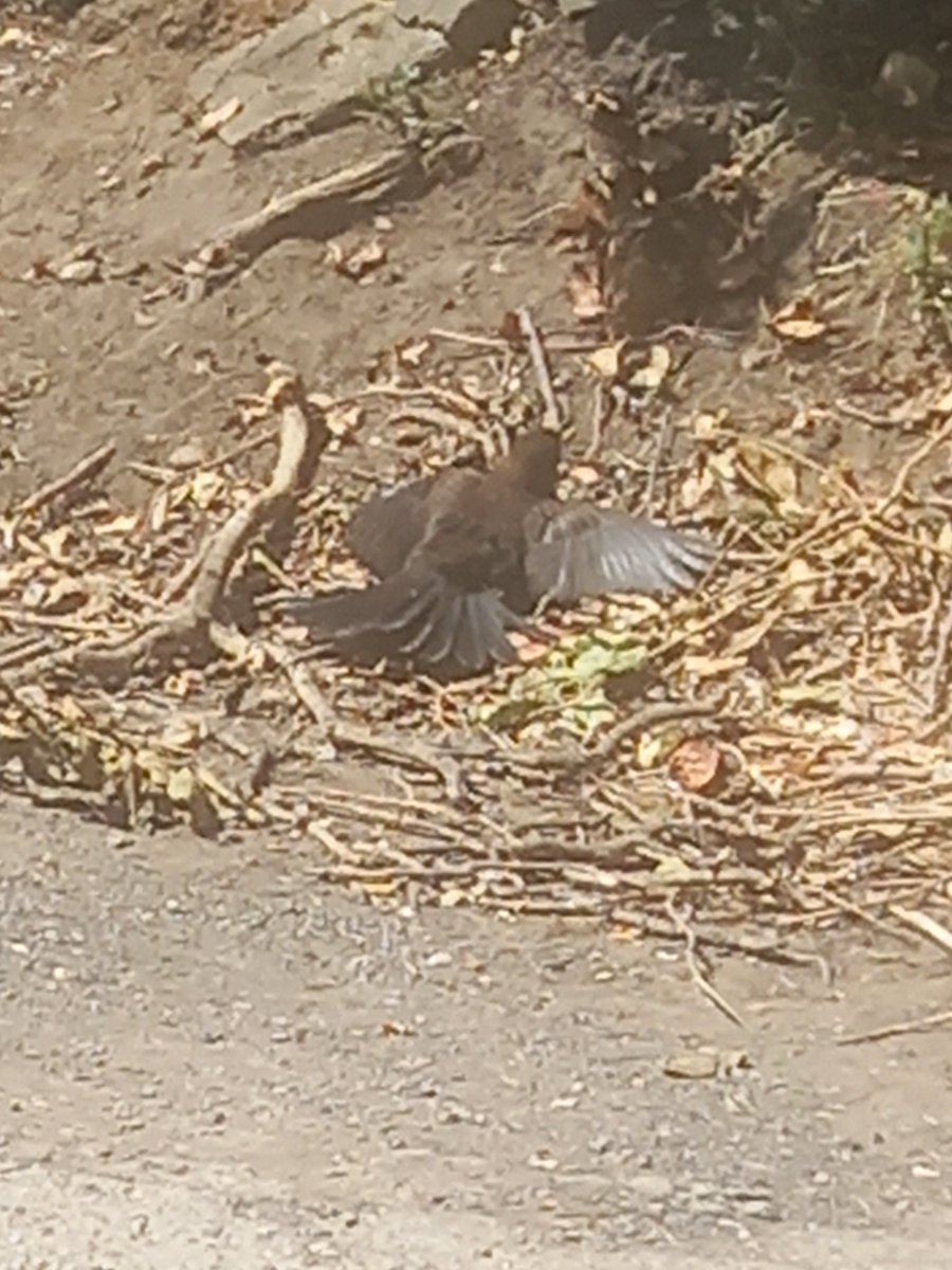 Alundubai's tweet photo. @WaterWaysProtct Is this a swift? https://t.co/6w1XDqUG27