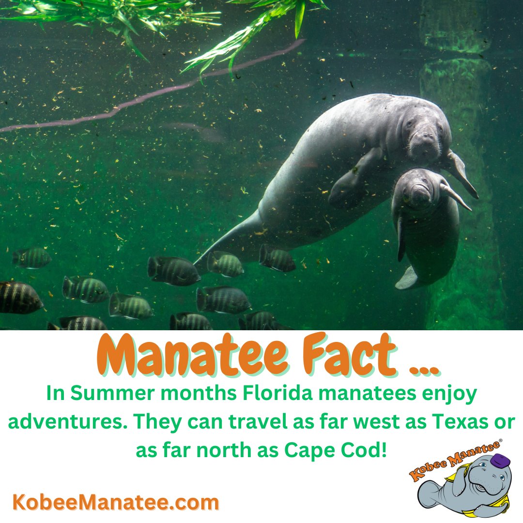 KobeeManatee's tweet photo. Here's a #ManateeFact for You! https://t.co/J3V6kQyP0R