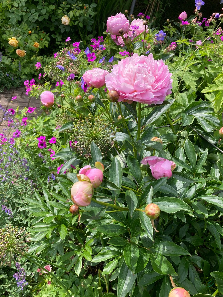 Gill Williams tweet media