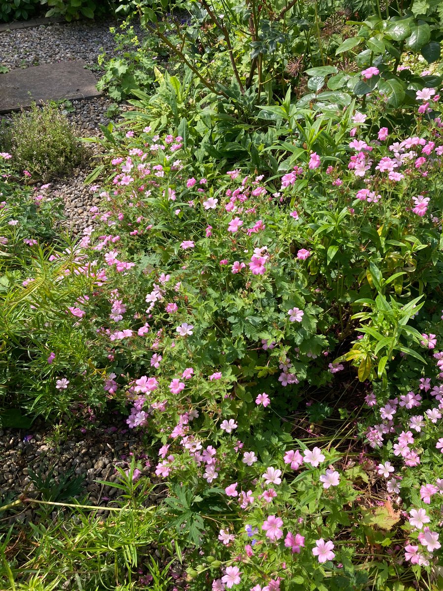 Gill Williams tweet media