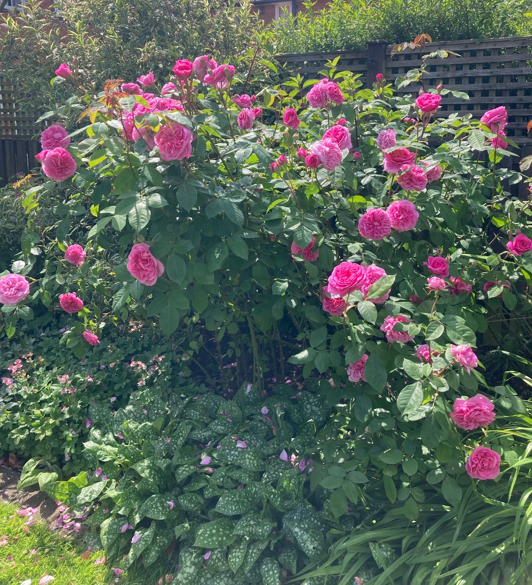 Gill Williams tweet media