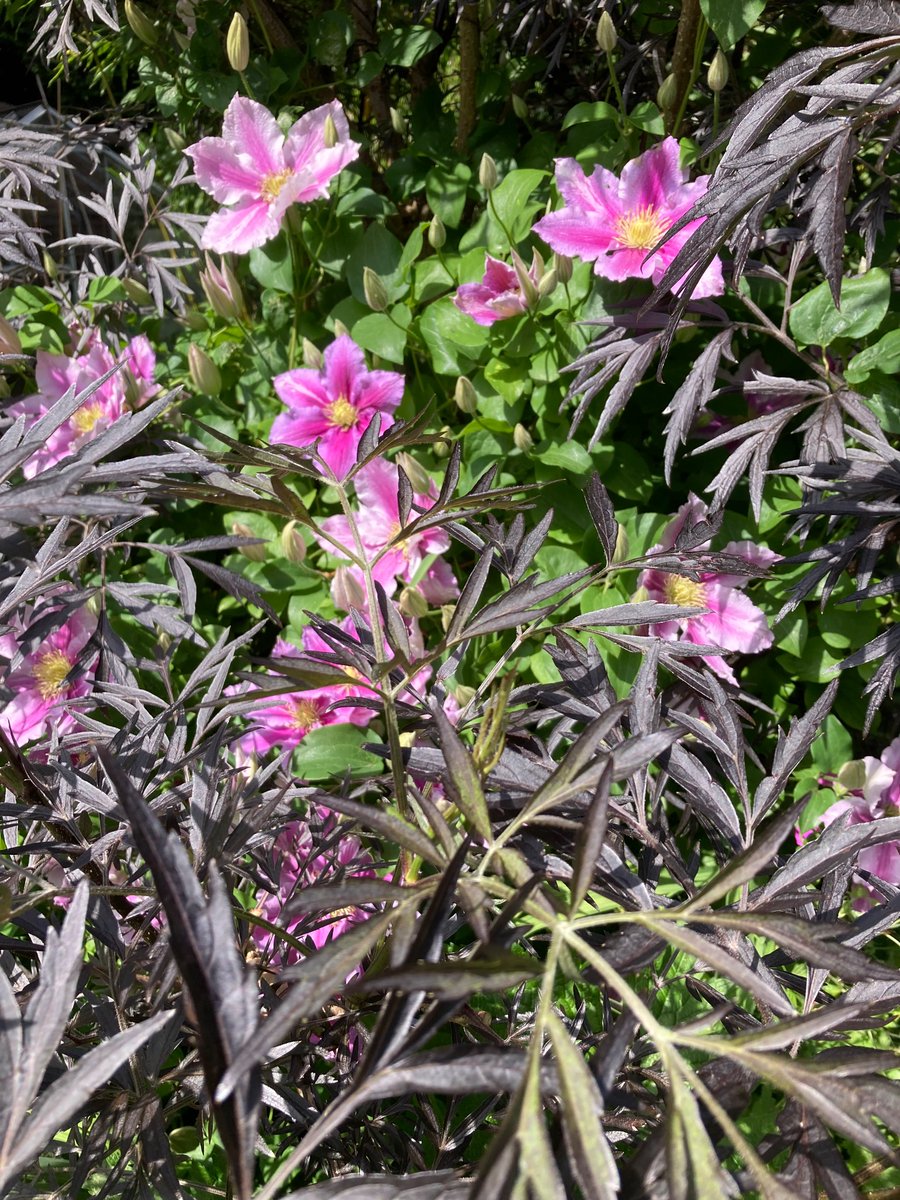 Gill Williams tweet media