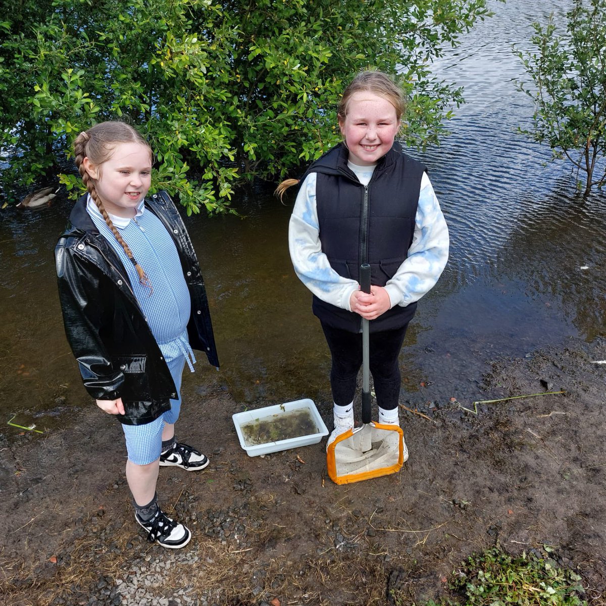 St Brigid's Primary, Toryglen (@stbrigidsps) on Twitter photo P3/2 also had an amazing morning pond dipping yesterday <a href="/MallsMire/">Malls Mire Community Woodland</a> with <a href="/ARC_Bytes/">Amphibian and Reptile Conservation</a> they loved seeing all the wildlife! P3/2 also had an amazing morning pond dipping yesterday <a href="/MallsMire/">Malls Mire Community Woodland</a> with <a href="/ARC_Bytes/">Amphibian and Reptile Conservation</a> they loved seeing all the wildlife!