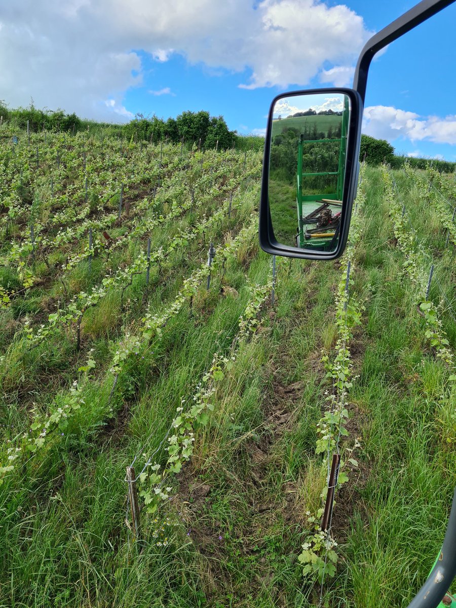 benoit51390's tweet photo. [Point Où est Charlie ?]

🐇

#Champagne 
📍#Lhéry 
📌#LesMonets
🍇#Meunier (taille tardive)

C'était hier. https://t.co/eyEExfdHks
