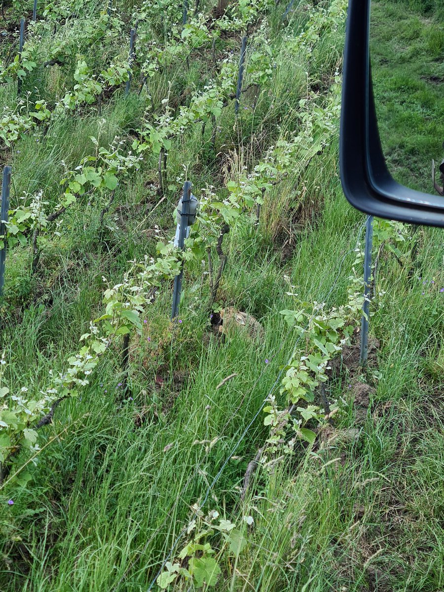 benoit51390's tweet photo. [Point Où est Charlie ?]

🐇

#Champagne 
📍#Lhéry 
📌#LesMonets
🍇#Meunier (taille tardive)

C'était hier. https://t.co/eyEExfdHks