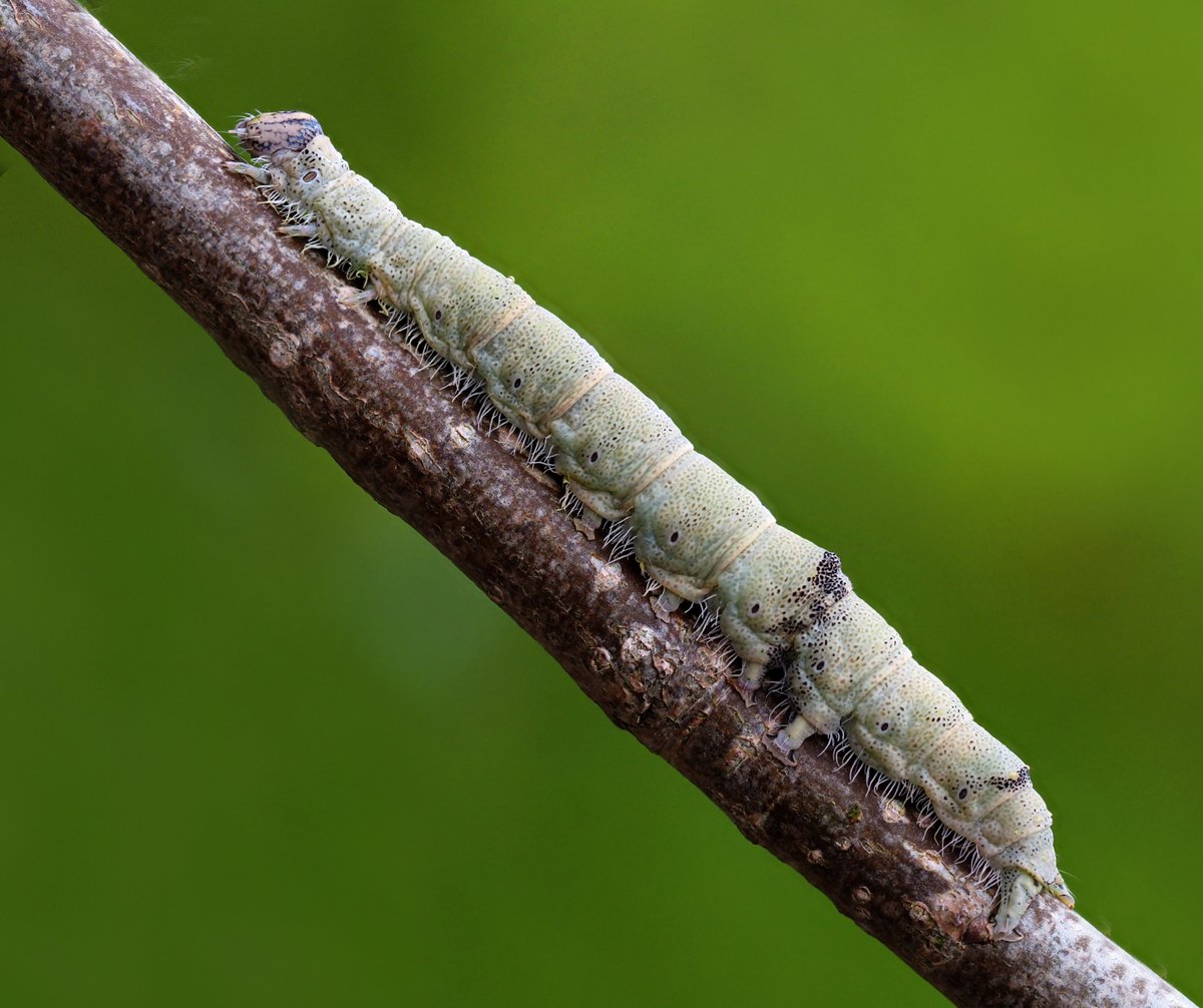 stevethemoth's tweet photo. On the 6th September '23 I found a huge female Clifden Nonpareil/Blue Underwing near the Actinic trap. It laid 70 eggs before I could release it. I retained nine larvae to rear, eight have already pupated but this one is still going and growing rapidly! https://t.co/yGg1CqZv4Y