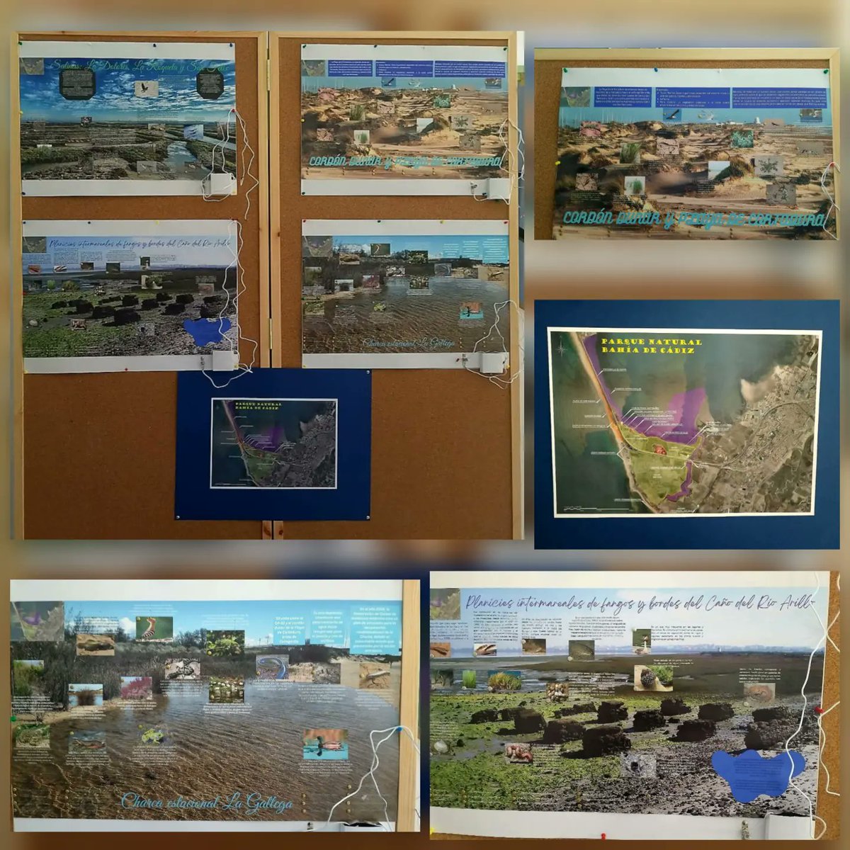 Ayer fue el Día Mundial del Medioambiente, y lo celebramos con un punto de información interactivo organizado por Agustín Manzano, profesor del Departamento de Biología y Geología, sobre el Parque Natural de la Bahía de Cádiz y la importancia de su conservación como humedal.