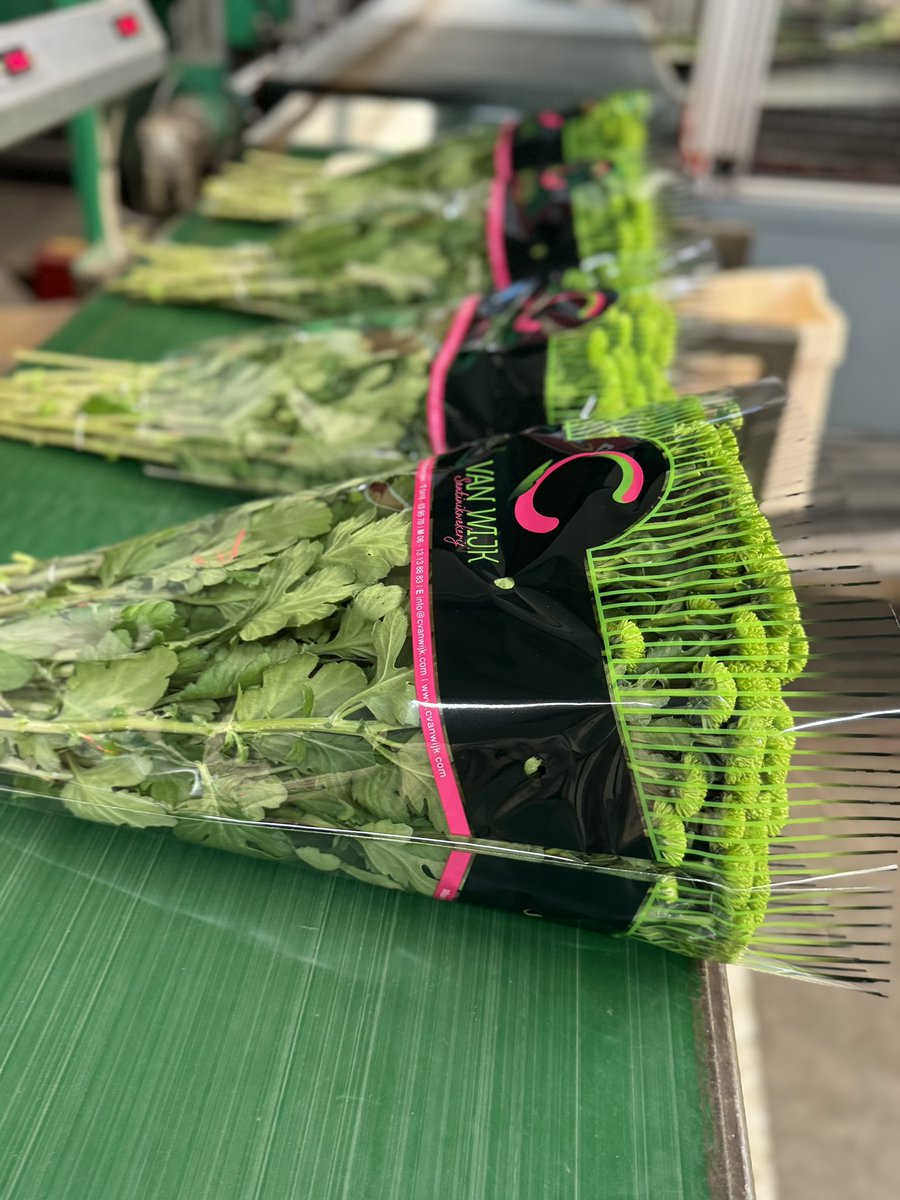 Jaarrond de mooiste groene santini
COUNTRY van <a href="/DummenOrangeEU/">Dümmen Orange, EU</a> 
#DEcountryman