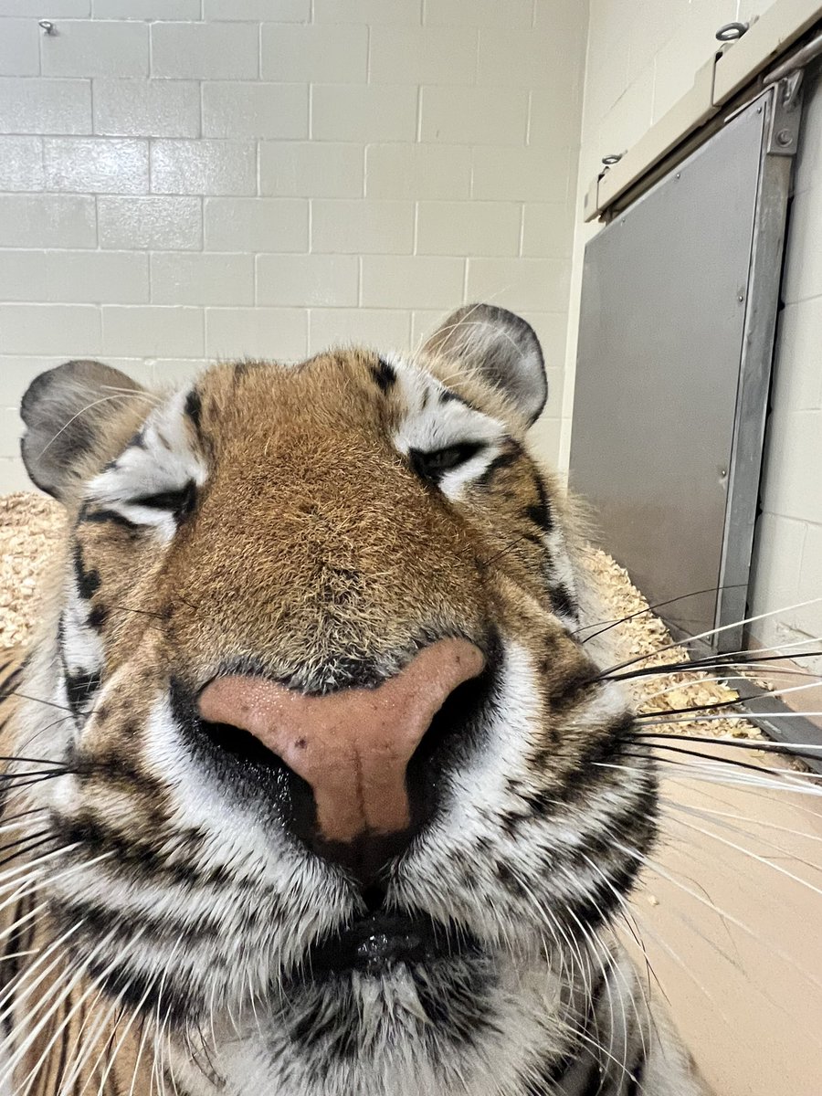 MikeTheTiger's tweet photo. Happy face because my yard is getting spruced up and I’m getting new shade cover for summer. https://t.co/YodcWJD1sd