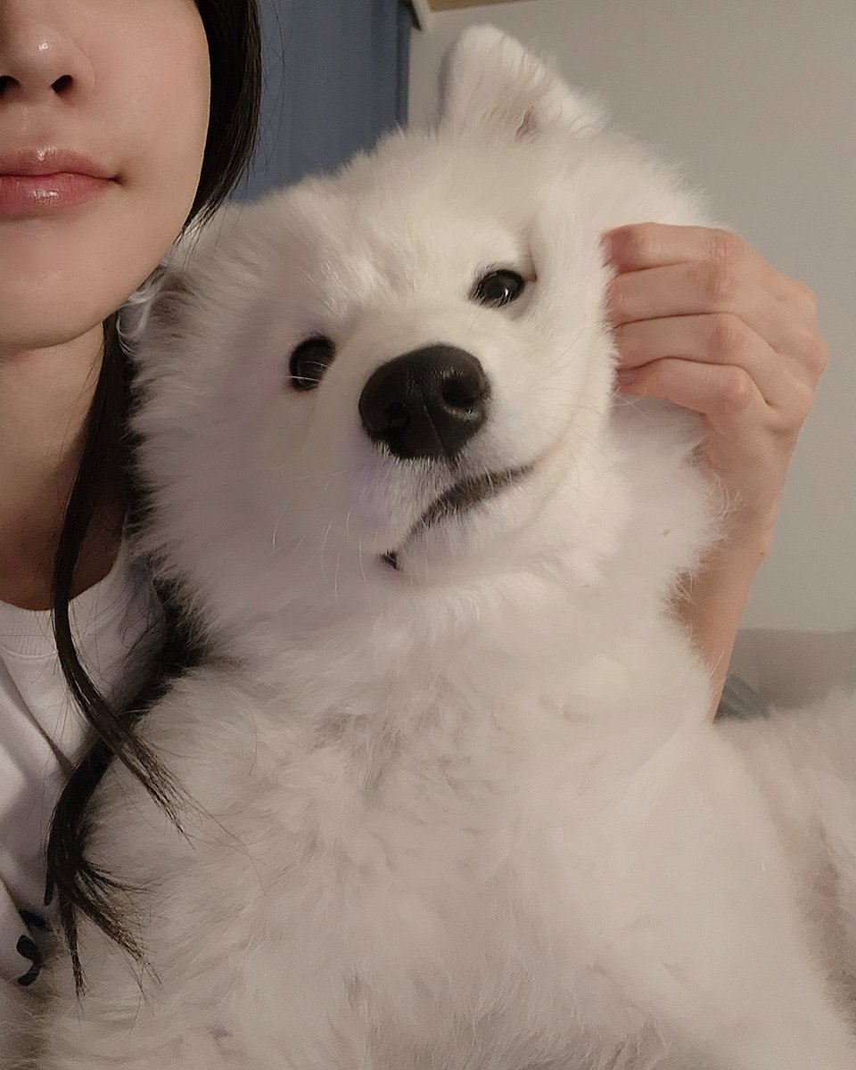 dogs so cute that could save the world (@dogssaveworld) on Twitter photo 