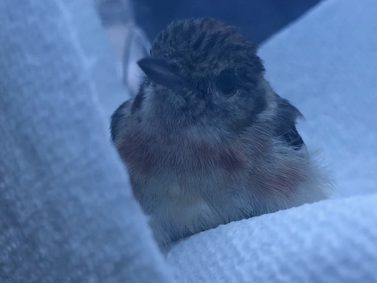 CalgaryResponse's tweet photo. How many routinely volunteer at 6AM (or 7 or 9am) to hopefully rescue a bird or bat? Thats what window strike teams do! Thanks, team!
Jenny was down early and rescued this beautiful bird! Found stunned under one of #Calgarys buildings.
@Ubermoogle has ID’d it. Hazard a guess? https://t.co/YkbHUTQutc