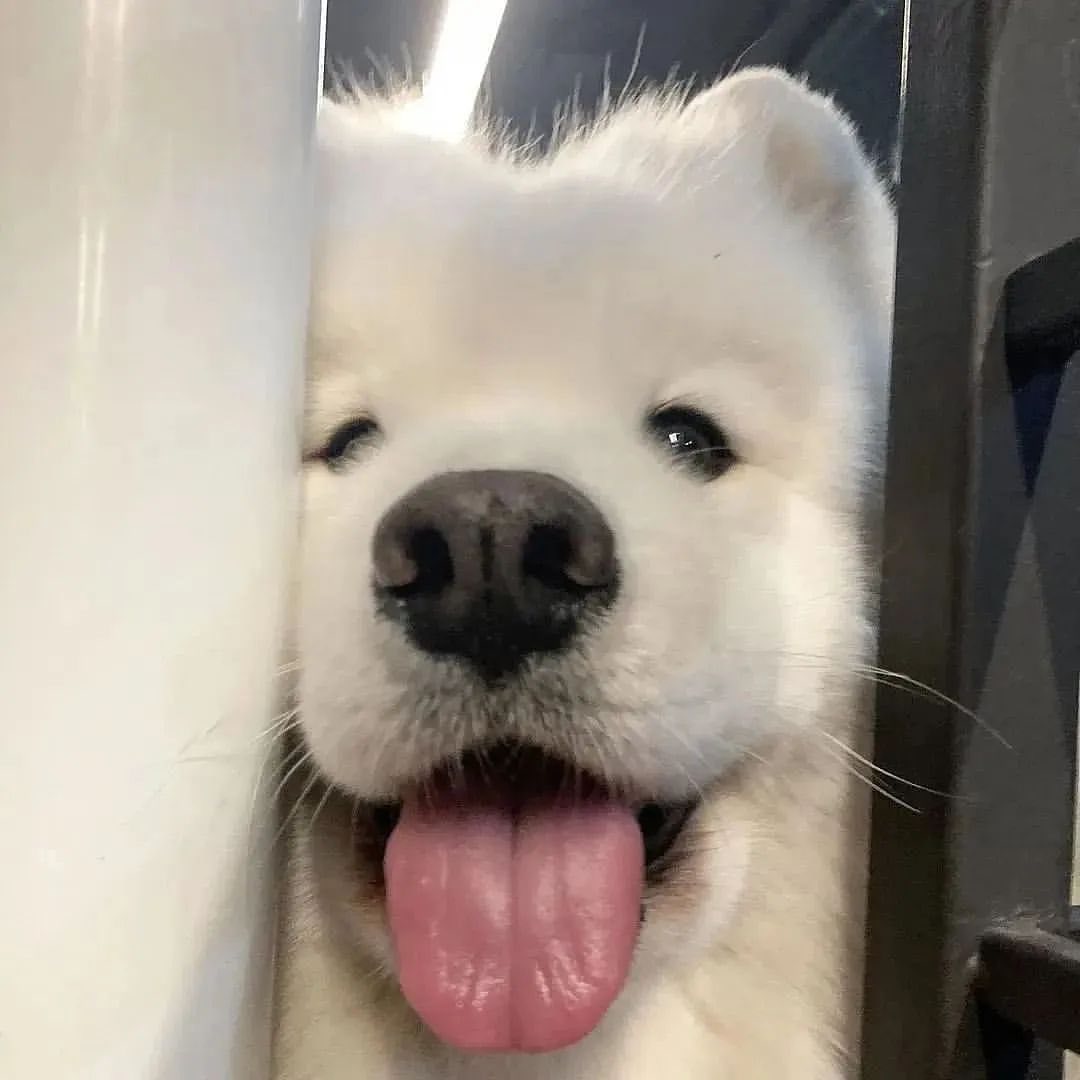 dogssaveworld's tweet photo. https://t.co/ADVVUU542U