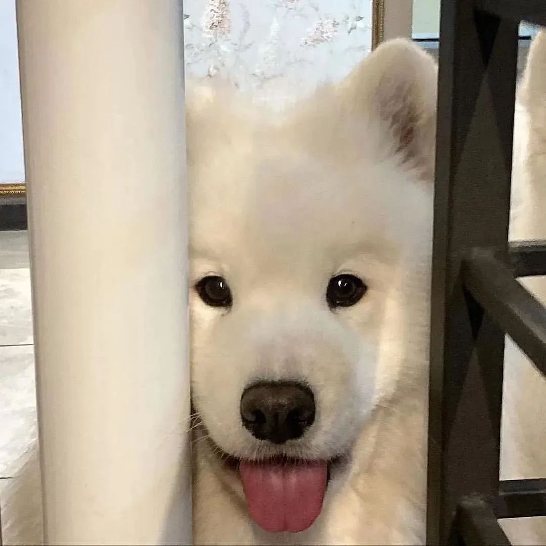 dogs so cute that could save the world tweet media