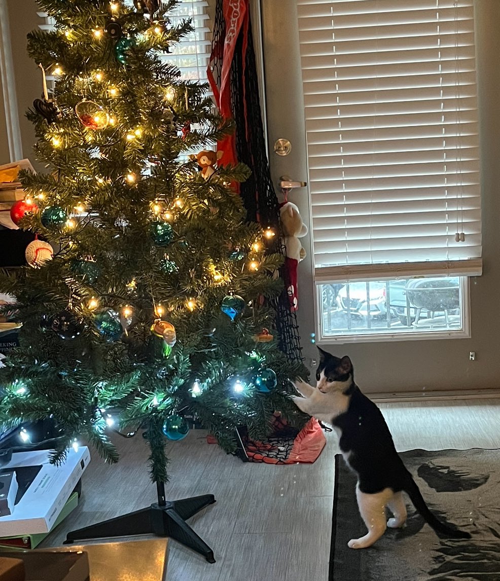 TheBoozerweight's tweet photo. Happy first birthday to this dude. In the six months since he was adopted, he’s gone from a 4.5 lb runt to a 11.5 lb #BodyCat, thanks to workouts every morning, as well as his favorite foods of popcorn, tortilla chips, and peanut butter. Happy bday, Halford The Turbo Kitty! https://t.co/5wU69IwcTD