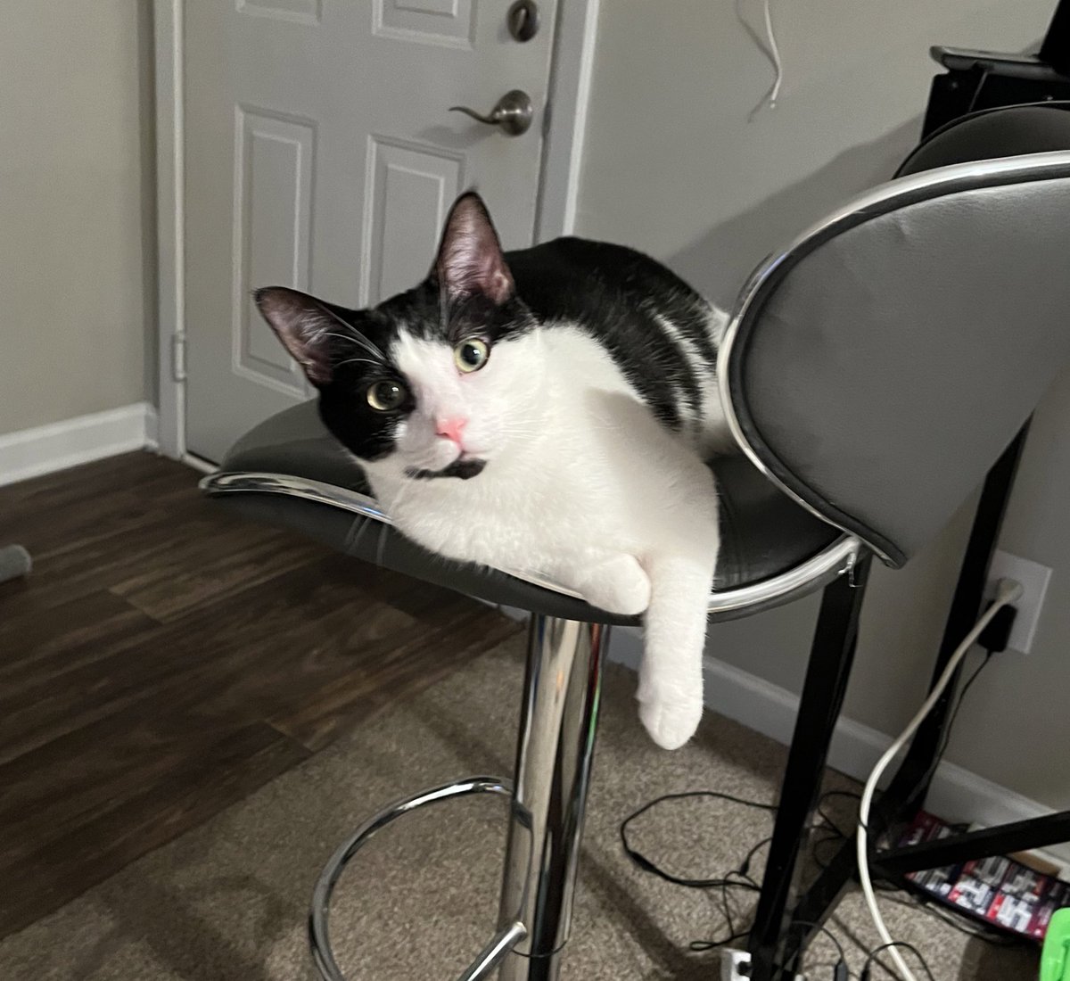 TheBoozerweight's tweet photo. Happy first birthday to this dude. In the six months since he was adopted, he’s gone from a 4.5 lb runt to a 11.5 lb #BodyCat, thanks to workouts every morning, as well as his favorite foods of popcorn, tortilla chips, and peanut butter. Happy bday, Halford The Turbo Kitty! https://t.co/5wU69IwcTD