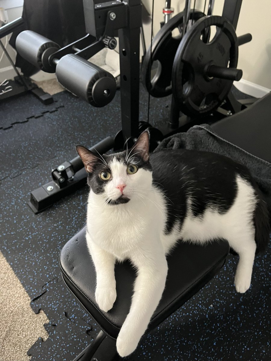 TheBoozerweight's tweet photo. Happy first birthday to this dude. In the six months since he was adopted, he’s gone from a 4.5 lb runt to a 11.5 lb #BodyCat, thanks to workouts every morning, as well as his favorite foods of popcorn, tortilla chips, and peanut butter. Happy bday, Halford The Turbo Kitty! https://t.co/5wU69IwcTD