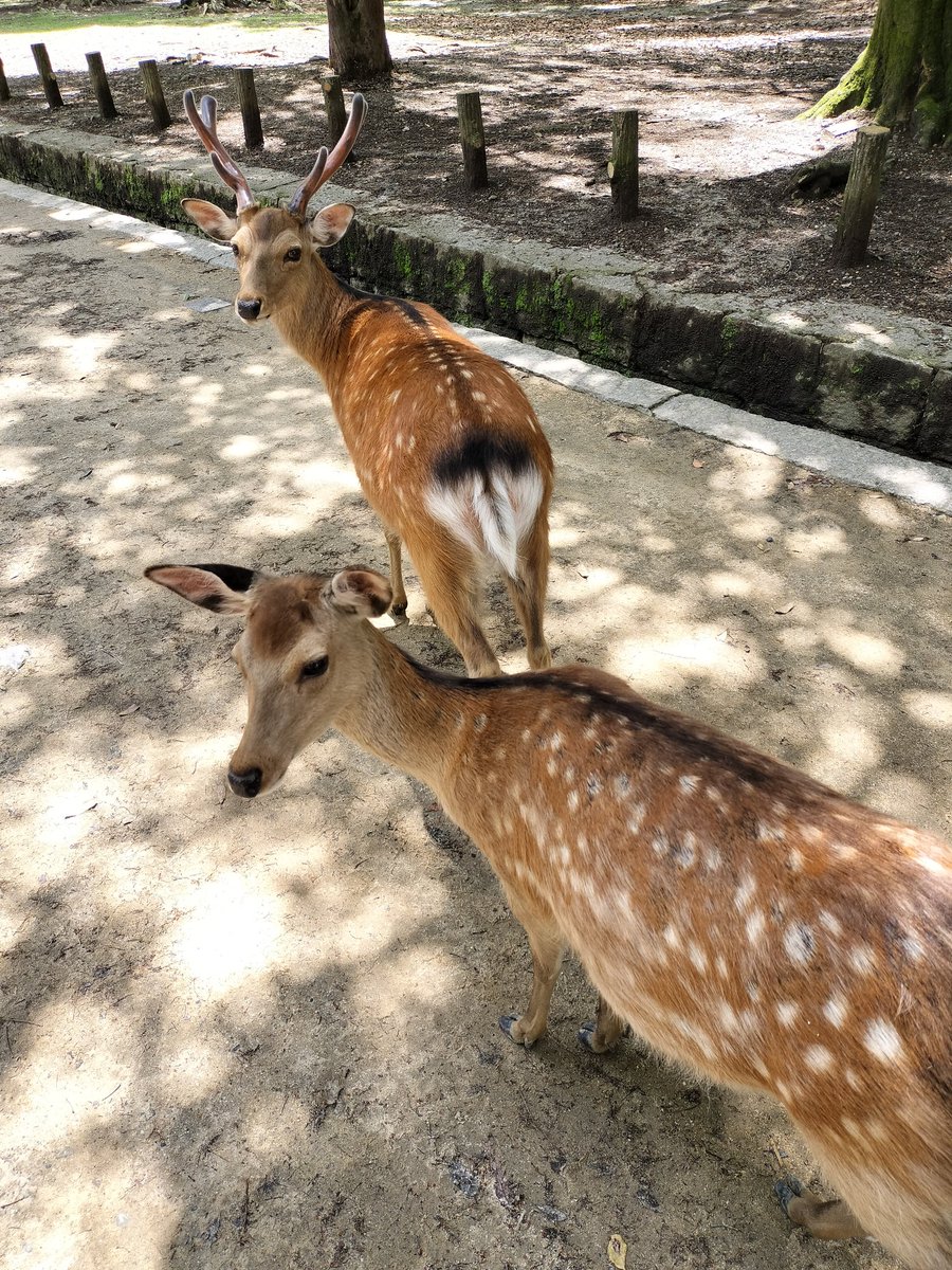 herogift222's tweet photo. 初めての奈良公園でのプロギング🚯公園内はキレイですがゴミ箱が無いので、ゴミを捨てるのに困った外国人に喜ばれました😅ゴミ捨ての予防にはなるか〜🤔観光も出来るし最高〜
#プロギング　#奈良公園　#ゴミ拾い　#観光　#奈良県　#英会話 https://t.co/3gkbZbfnmY