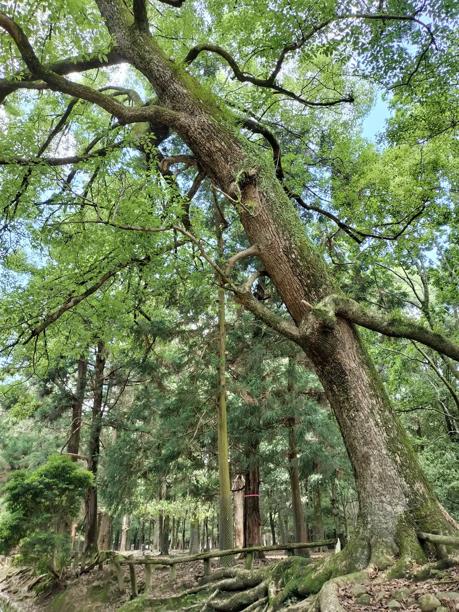 herogift222's tweet photo. 初めての奈良公園でのプロギング🚯公園内はキレイですがゴミ箱が無いので、ゴミを捨てるのに困った外国人に喜ばれました😅ゴミ捨ての予防にはなるか〜🤔観光も出来るし最高〜
#プロギング　#奈良公園　#ゴミ拾い　#観光　#奈良県　#英会話 https://t.co/3gkbZbfnmY