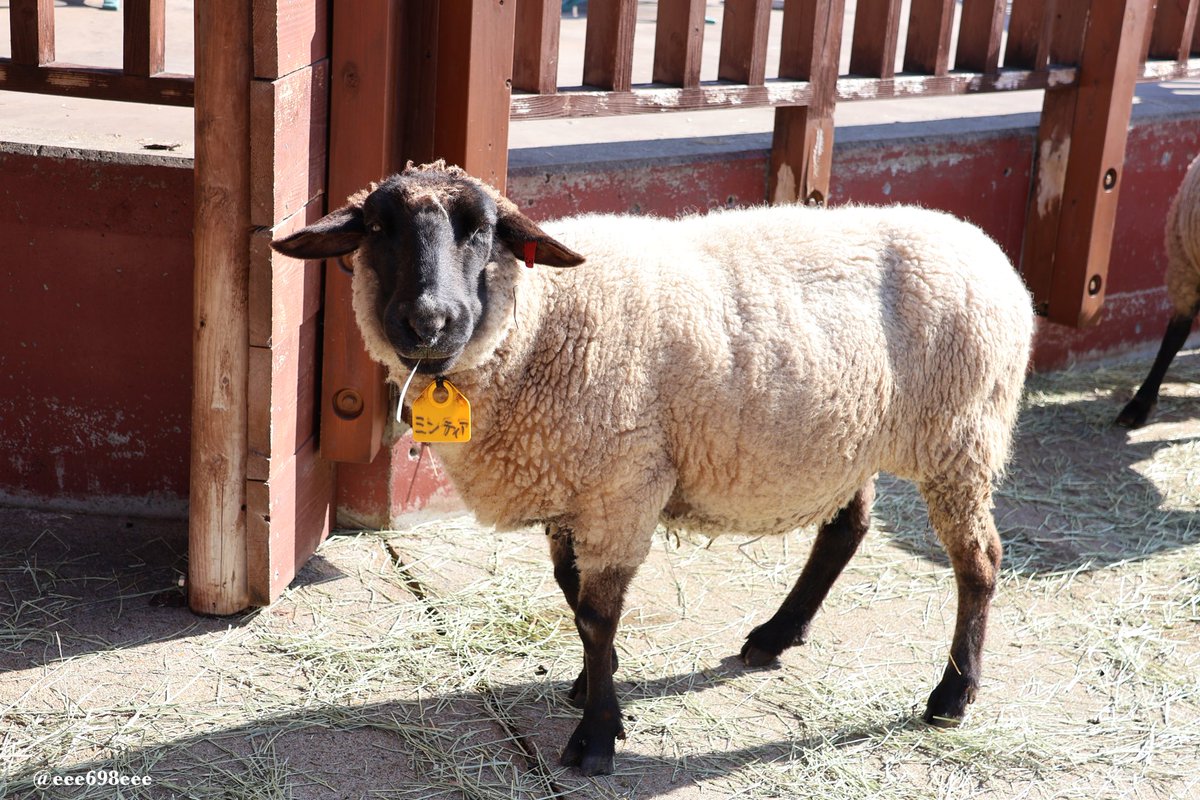 ひつじのショーンのモデルはヴァレーブラックノーズシープではなく