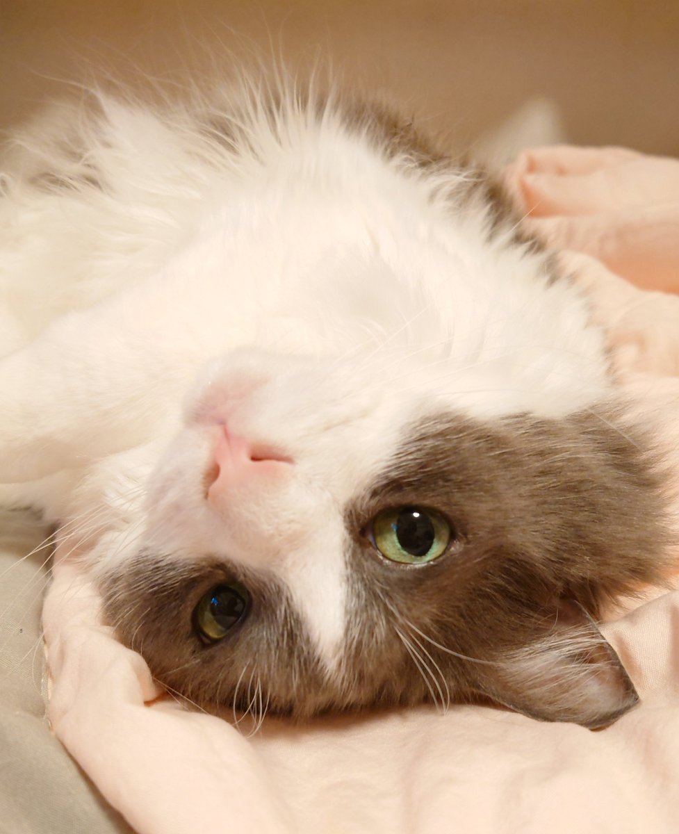 sweet_ekun's tweet photo. 一週間大丈夫そ？
#猫 https://t.co/vznXQBgnUo