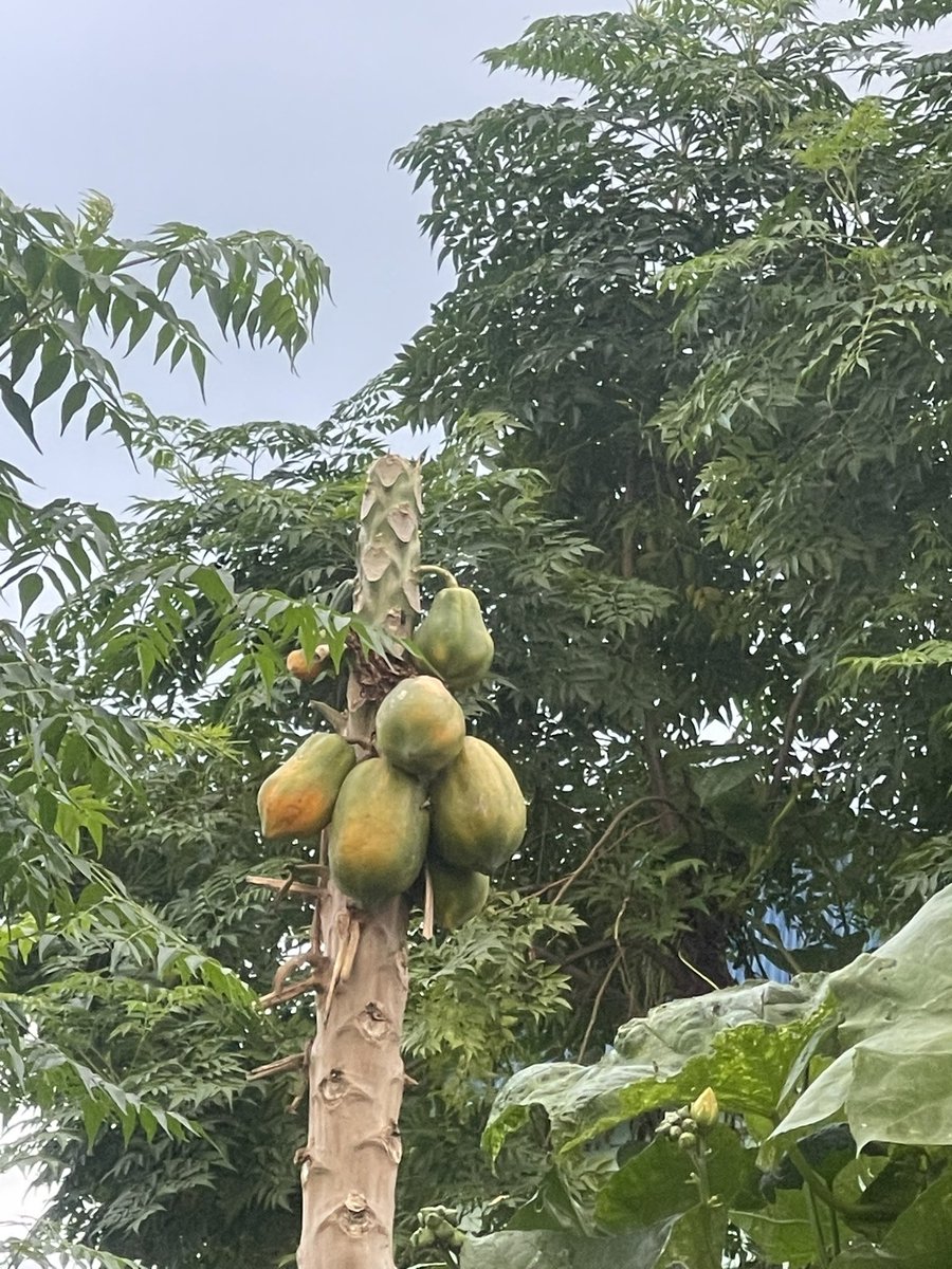 Susmathapaliya's tweet photo. साथीहरू हेर्नुस त ऐस्लाई समेत गर्मि भएछ 🤣🤣 https://t.co/BMm37WEbEn