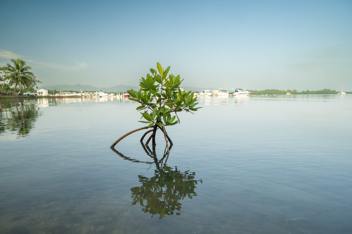 97px | IMAGE OUTREMER tweet media