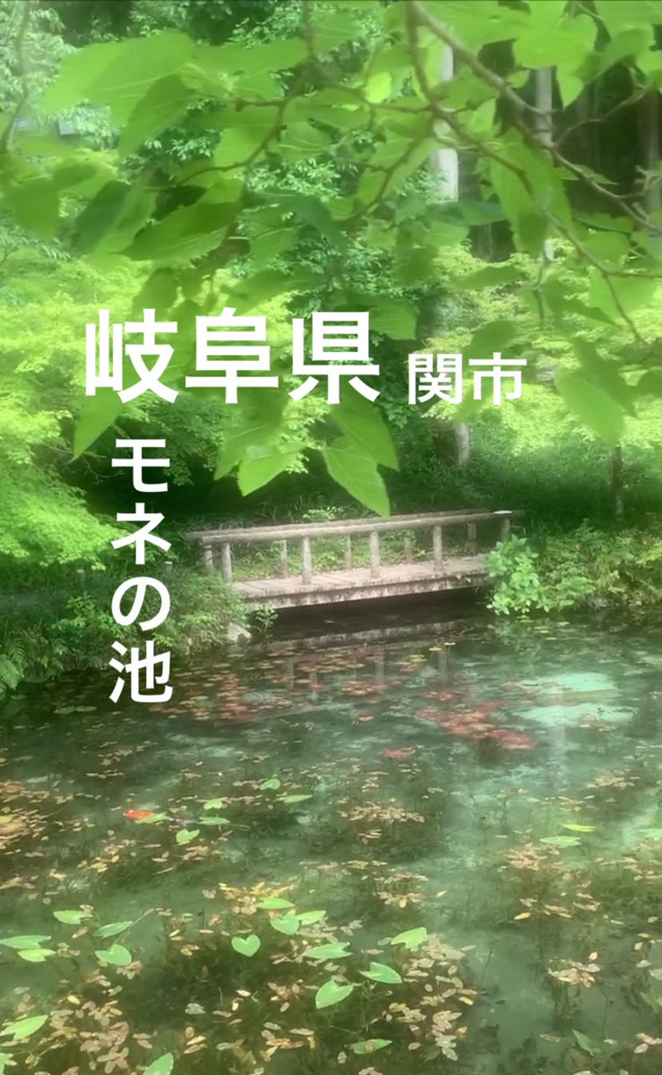 hairsRIPPER's tweet photo. 岐阜県関市板取にある
名もなき池（通称：モネの池）

透明度の高い湧水に咲く
🪷睡蓮がとても美しい

#観光スポット 
#岐阜旅行 #飛騨
#岐阜観光 #高山
#撮影スポット 
#絶景 #風景
#自然界 https://t.co/vcChKYmU5Z