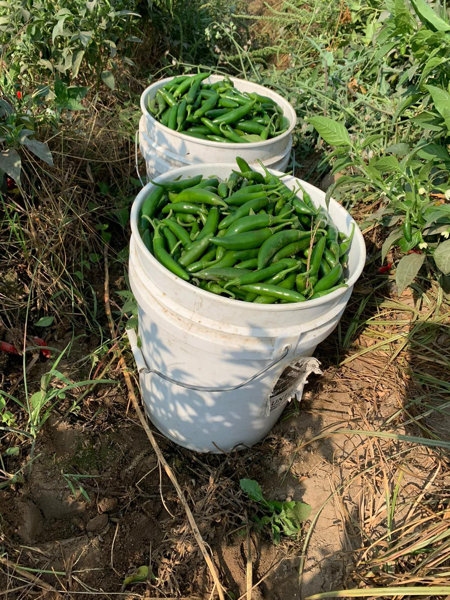 UFWupdates's tweet image. Rosita is picking serrano peppers in Fresno CA. The high reached 108° yesterday and since she is paid $3 a bucket, she picked as fast as she could to make her daily quota. Being on her knees all day is wreaking havoc on her body but she needs to work. #WeFeedYou