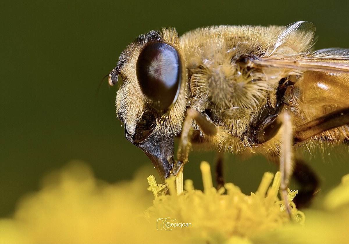 epicjoan1's tweet photo. Insectes OM1/Zuiko90mm/fl900R #macrofotografía #macrophotography #macro #OMSYSTEM #OMSYSTEMPHOTOGRAPHY #nature #natura #mzuiko90mmf35promacro @OMSYSTEMcameras @esolympus #insects #insectes #insectos #omsystemes https://t.co/Pm447Cqnrr