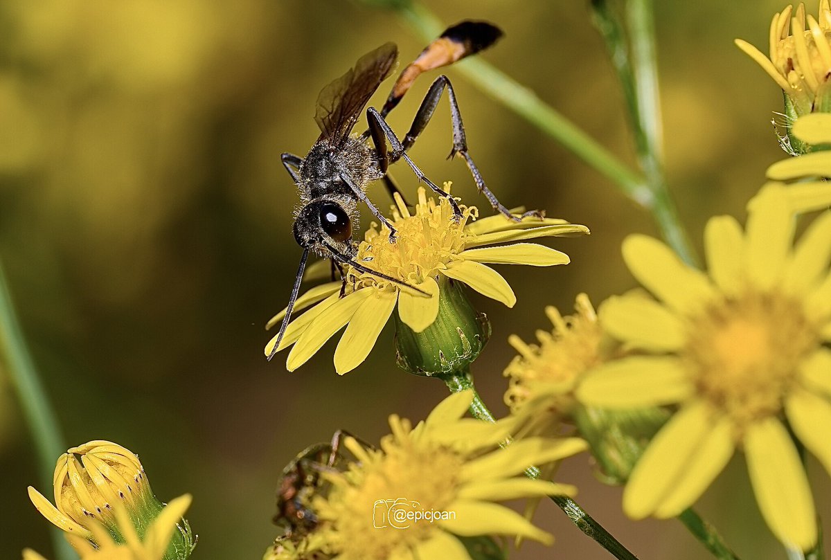 epicjoan1's tweet photo. Insectes OM1/Zuiko90mm/fl900R #macrofotografía #macrophotography #macro #OMSYSTEM #OMSYSTEMPHOTOGRAPHY #nature #natura #mzuiko90mmf35promacro @OMSYSTEMcameras @esolympus #insects #insectes #insectos #omsystemes https://t.co/Pm447Cqnrr