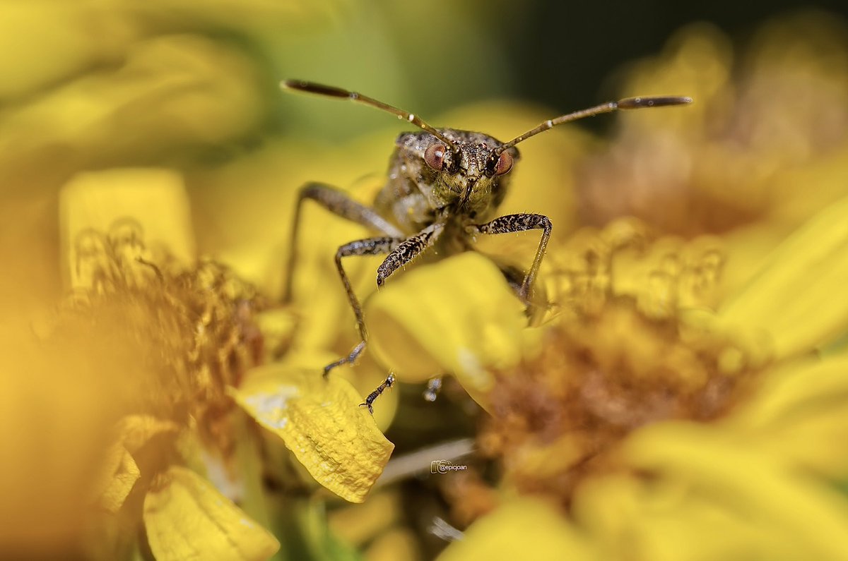 epicjoan1's tweet photo. Insectes OM1/Zuiko90mm/fl900R #macrofotografía #macrophotography #macro #OMSYSTEM #OMSYSTEMPHOTOGRAPHY #nature #natura #mzuiko90mmf35promacro @OMSYSTEMcameras @esolympus #insects #insectes #insectos #omsystemes https://t.co/Pm447Cqnrr