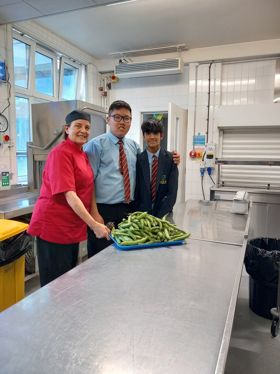 The DGS gardeners were harvesting their cabbages and broad beans this week.<a href="/DGSSciCollege/">DGS Science College</a> <a href="/DartfordGS/">Dartford Grammar</a>