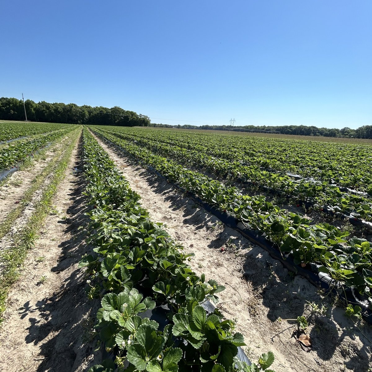 TimacAgroUSA's tweet photo. These strawberries have gotten the nutrients they need after being treated with KSC Green, KSC Pink, & TimaCal! There are still a couple of days left to stop by Parsons Farms Produce to pick your own! 🍓
#ThinkDifferentFarmBetter #farming #strawberries #pickyourown https://t.co/xjyBkG1tJB
