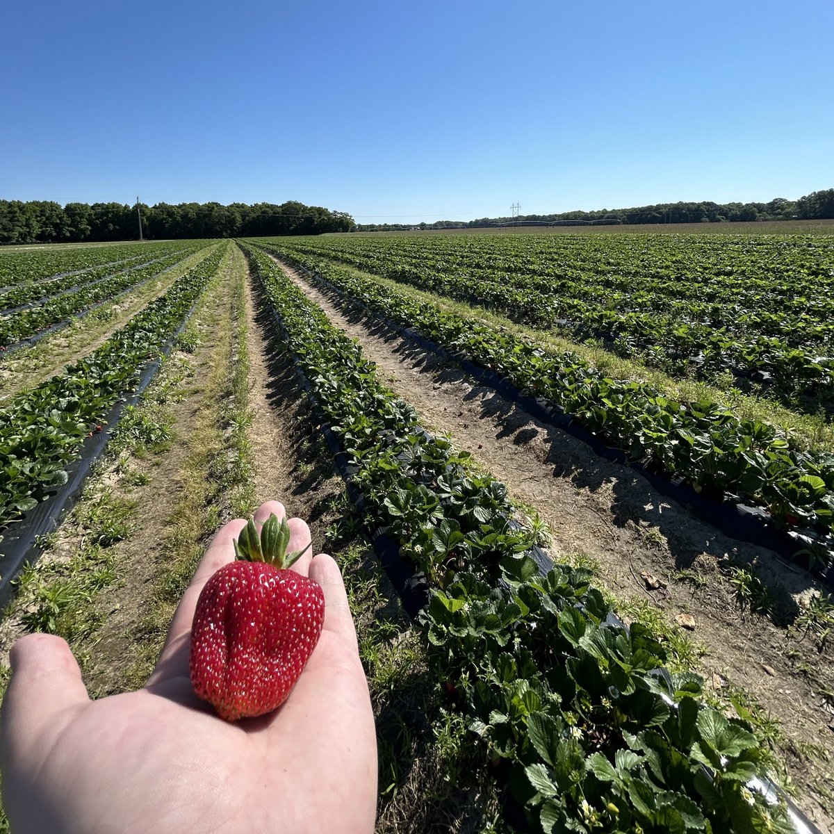 TimacAgroUSA's tweet photo. These strawberries have gotten the nutrients they need after being treated with KSC Green, KSC Pink, & TimaCal! There are still a couple of days left to stop by Parsons Farms Produce to pick your own! 🍓
#ThinkDifferentFarmBetter #farming #strawberries #pickyourown https://t.co/xjyBkG1tJB