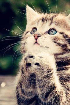 Ruada9839's tweet photo. @MewsWorld @benft_io $MEW
I pray... Give me $MEW... https://t.co/ROhw62w0SQ