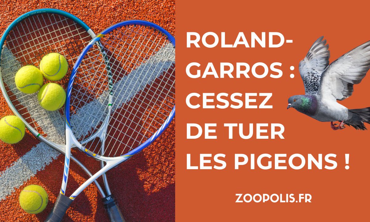 PAZ se mobilise pour défendre les pigeons à #RolandGarros !
📩Nous avons écrit à <a href="/rolandgarros/">Roland-Garros</a> <a href="/FFTennis/">FFT</a>🎾 <a href="/AOC1978/">Amélie Oudéa-Castéra</a> <a href="/HerveBerville/">Hervé Berville</a> pour :
❌la fin de l'effarouchement des pigeons avec des rapaces🦅
❌la ferlmeture du nouveau toit du court Suzanne-Lenglen : les pigeons sont piégés