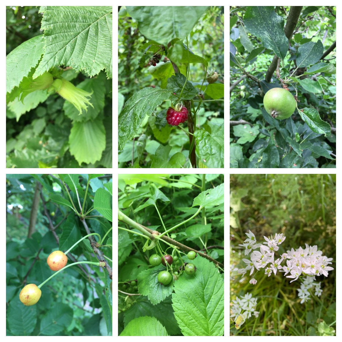 In juni begint ook de eetbare natuur tot leven te komen op het Yuvertapark! Met de klok mee van links naar rechts: hazelnoot, frambozen, appels, daslook, aalbessen en kersen. #yuverta #houten #eetbarenatuur #eetbaargroen #wildplukken