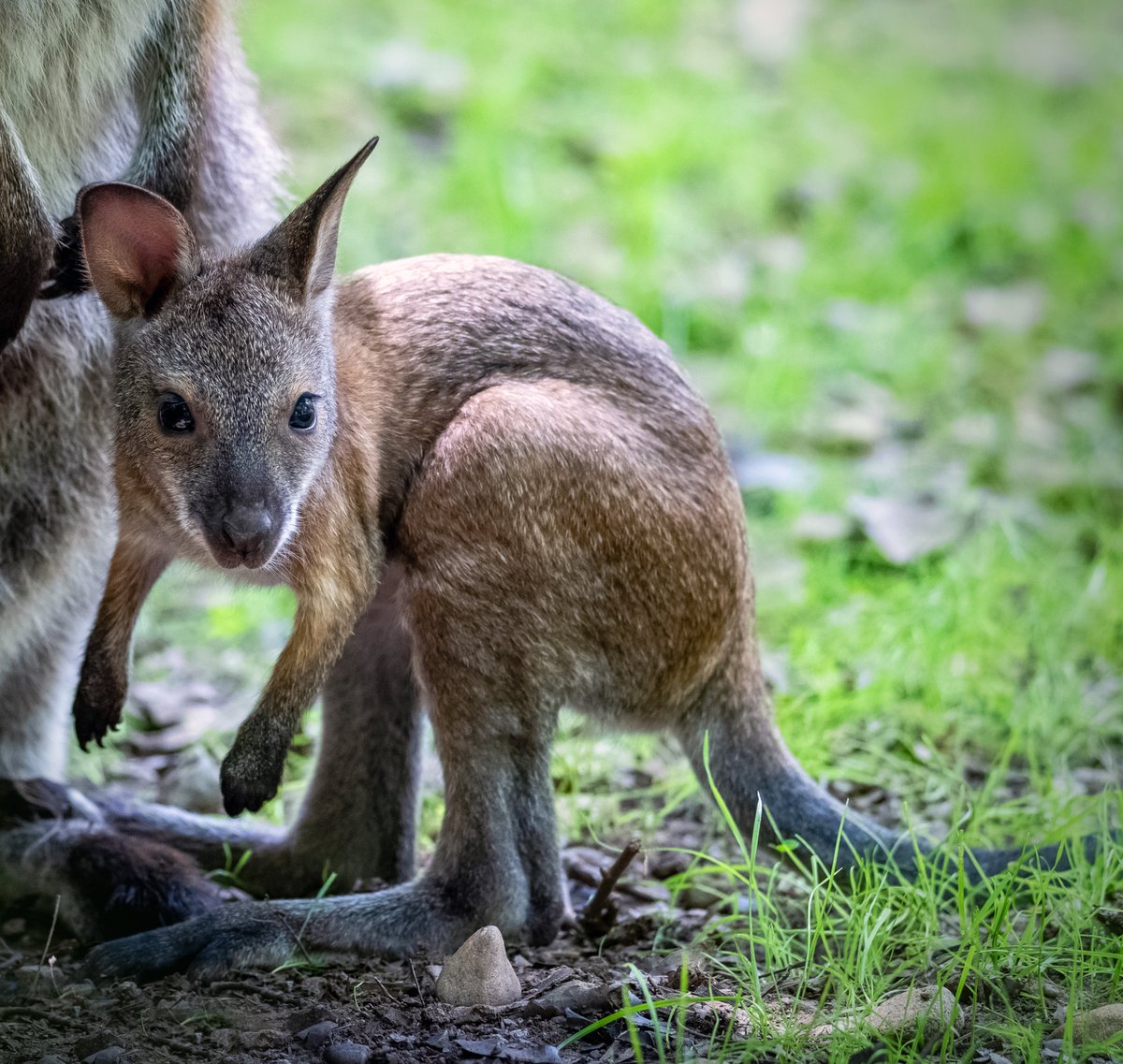PghZoo's tweet photo. We proudly announce the addition of a literal bouncing baby – a wallaby joey! The yet-to-be-named joey is now visible to the public in Kids Kingdom, while still spending some time in the pouch of four-year-old mom, Ava. Learn More ➡️ https://t.co/4r2pIJHQCf https://t.co/3yNTgDjWuV