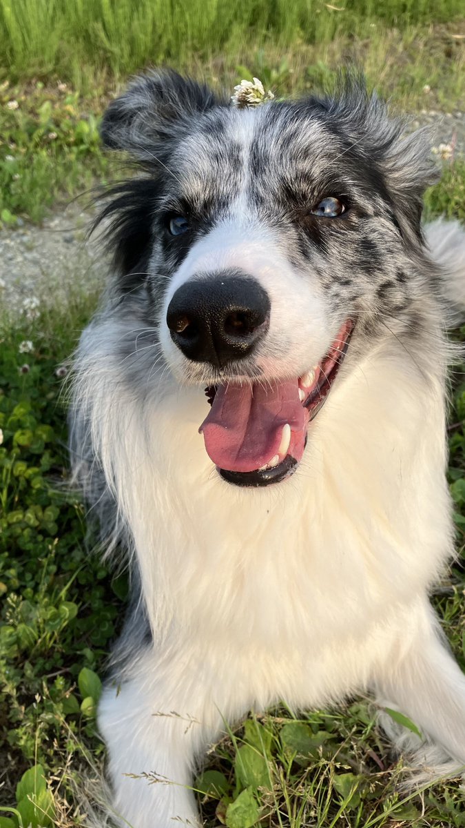 osomaro_'s tweet photo. 犬み https://t.co/yoQIWVpBfo