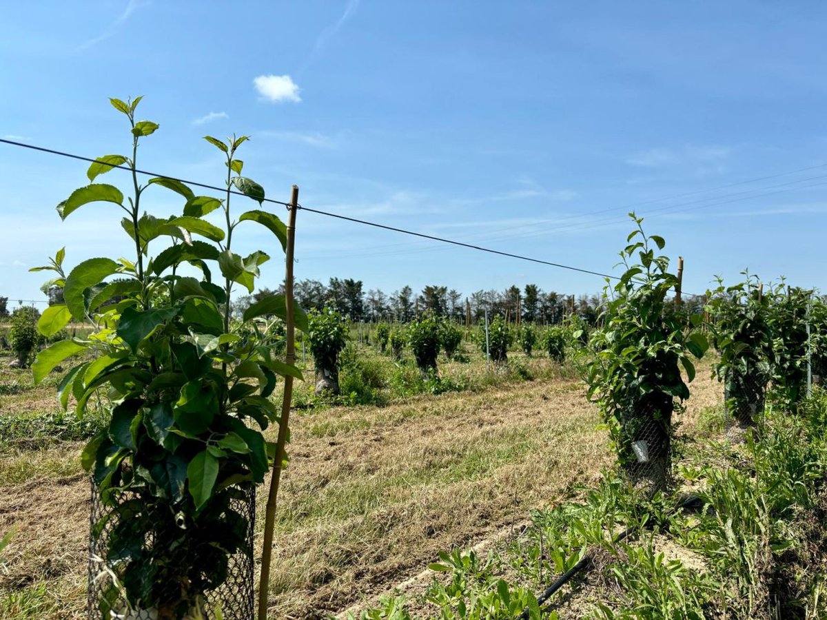 EDF power solutions tweet media