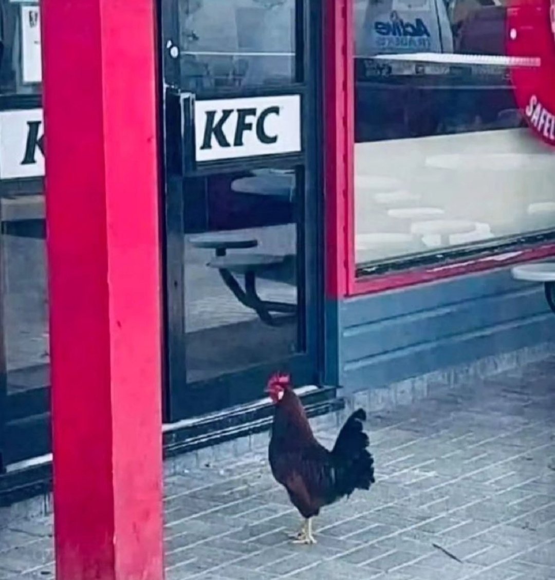 nisanate_'s tweet photo. Laik ülkede yaşayıp, şeriat isteyen kadın (temsili) https://t.co/MNbHCCSMOf