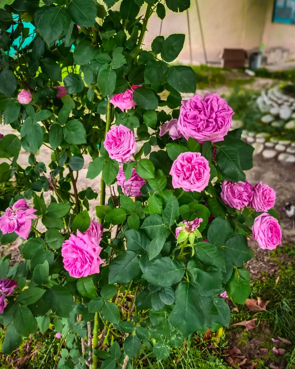 aamirshowkat_'s tweet image. Can't you stay forever ?
Shot with : @vivo_india 
By : Aamir Showkat 
#instagram #pinkroses #mindthoughts #shotsonvivo 
#photography #flowers #vivo #adobe #lightroom #64mp