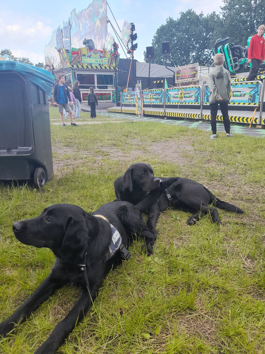 Met Dré en Loekie op de kermis in #Hoogland. Mooie training hoe de hulphonden i.o. omgaan met dergelijke prikkels. Beide honden deden het fantastisch. Samen met <a href="/corneli83600728/">Cornelis</a>. @HulphondNL #kermis #hulphond #labrador.