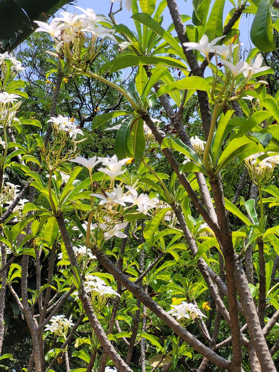 manjula2001's tweet photo. #pickoftheday #photooftheday #beautiful #happy #follow #today #nature #NaturePhotography #trees #Greenforests  #gardens #plants #naturelife #flowers #NaturePhoto https://t.co/DvJL4sC2gn
