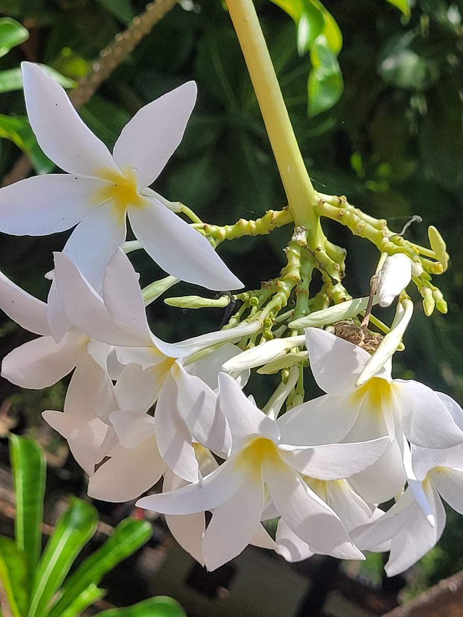 manjula2001's tweet photo. #pickoftheday #photooftheday #beautiful #happy #follow #today #nature #NaturePhotography #trees #Greenforests  #gardens #plants #naturelife #flowers #NaturePhoto https://t.co/DvJL4sC2gn