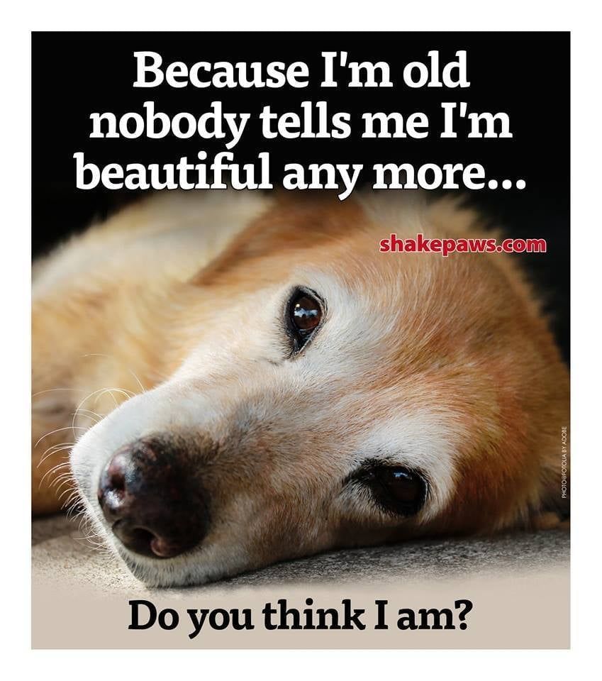 t4hrts's tweet photo. Every senior pet is beautiful ❤️ https://t.co/zP5sZuxrsX