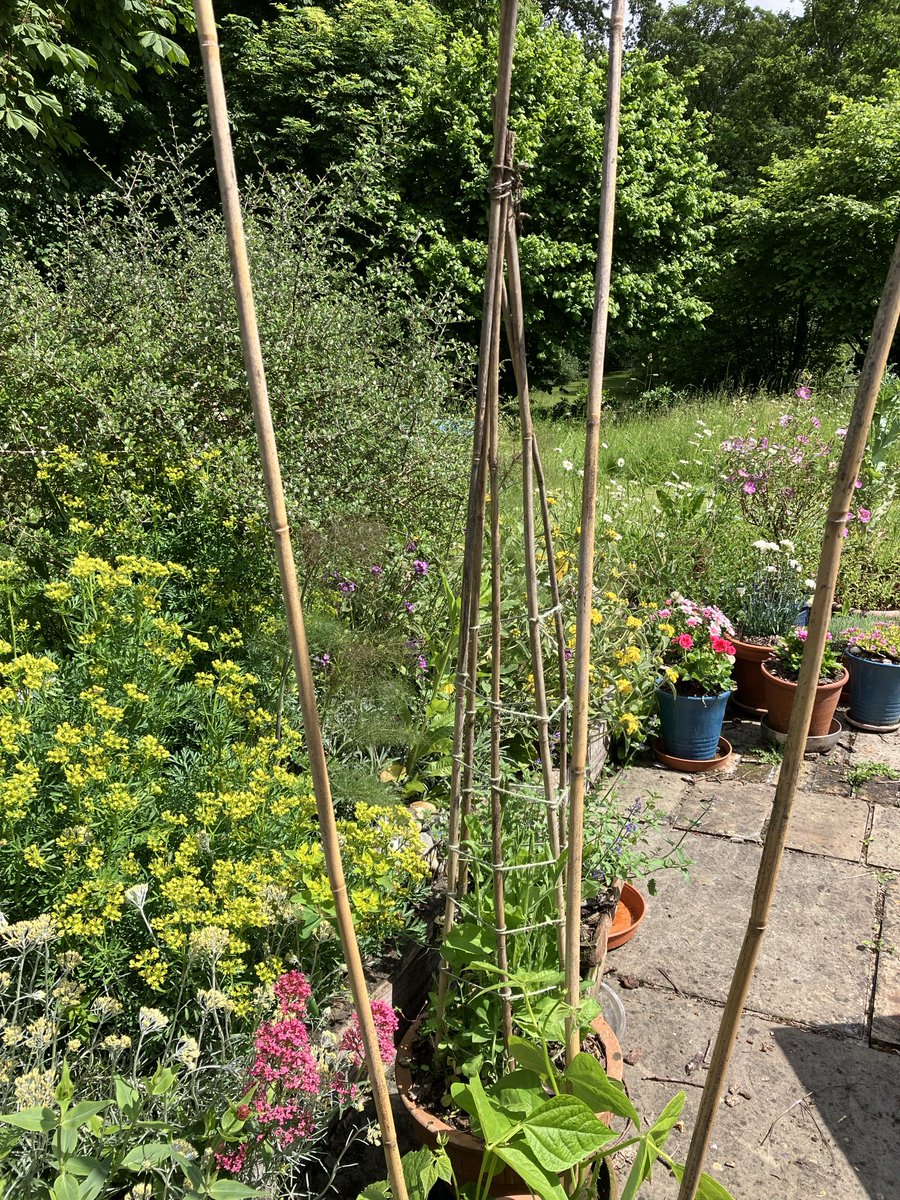 JulianRoughton's tweet photo. Back in UK for a spell. I’ve had brief sightings of 2 butterflies (small white &amp; speckled wood) in 3 days. The garden is managed for wildlife and grass isn’t cut until mid-July. Something is very wrong. https://t.co/BvL91ueDOT