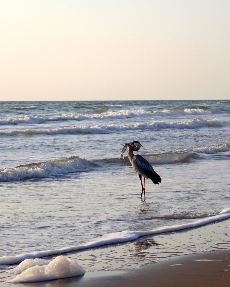 Texas Runs on Water tweet media