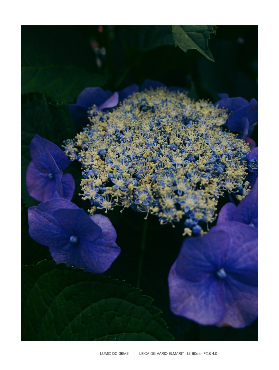 amatsuti2's tweet photo. 今日の花　Today´s flower🌸
#アジサイ #紫陽花 #Hydrangea
#写真好きな人と繋がりたい
#キリトリセカイ
#LUMIX #G9PROII #G9II #g9m2
#RealtimeLUT  #リアルタイムLUT https://t.co/nlV4XbMhDU