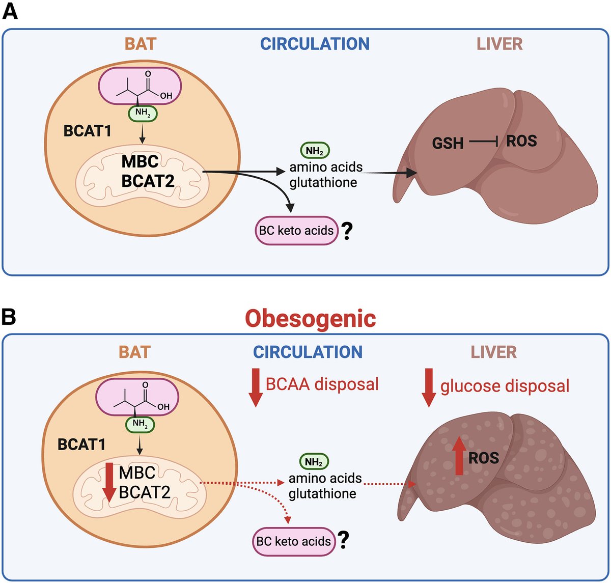 Kudos to @LanyVonBank and @JudithSimcox on the superb summary of  @KajimuraLab's discovery showing BCAA-derived nitrogen metabolism in BAT is  essential for maintaining the systemic GSH pool. https://t.co/HUw4ekXkSM